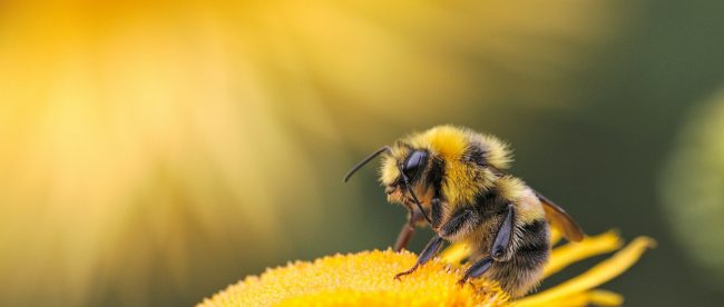 honeybee perching on yellow flower