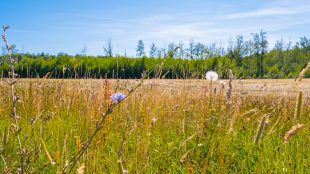A field of tall grass with trees in the background