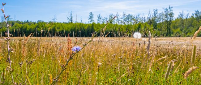 A field of tall grass with trees in the background