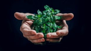 green plant on persons hand