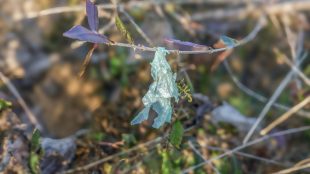 a plant with a blue substance attached to it