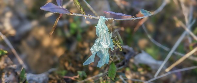 a plant with a blue substance attached to it