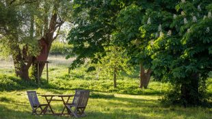 brown wooden bench under green tree during daytime