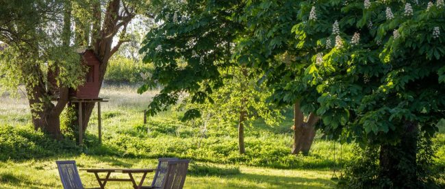 brown wooden bench under green tree during daytime