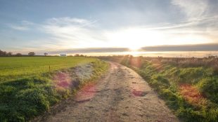 a dirt road with a field in the background