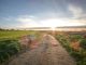 a dirt road with a field in the background