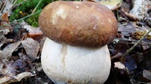 Cèpe de Bordeaux poussant parmi les feuilles mortes en sous-bois