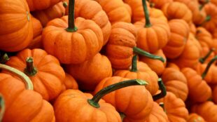 Tas de petites citrouilles orange