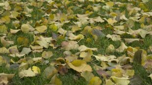 Feuilles mortes jaunes étalées sur l'herbe d'un jardin en automne