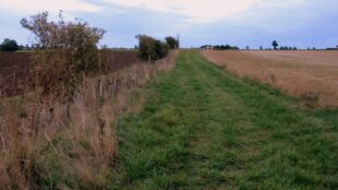 Jeune haie fraîchement plantée le long d'un chemin herbeux entre deux champs