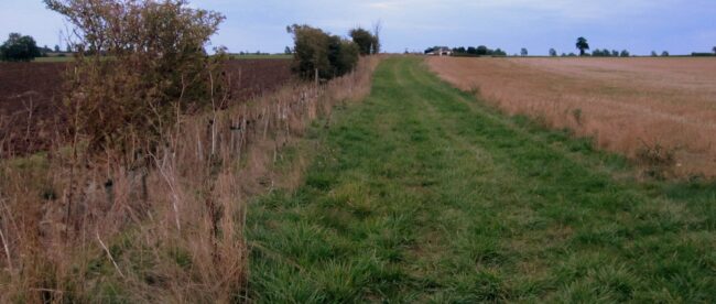 Jeune haie fraîchement plantée le long d'un chemin herbeux entre deux champs