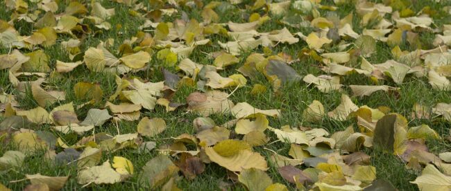 Feuilles mortes jaunes étalées sur l'herbe d'un jardin en automne